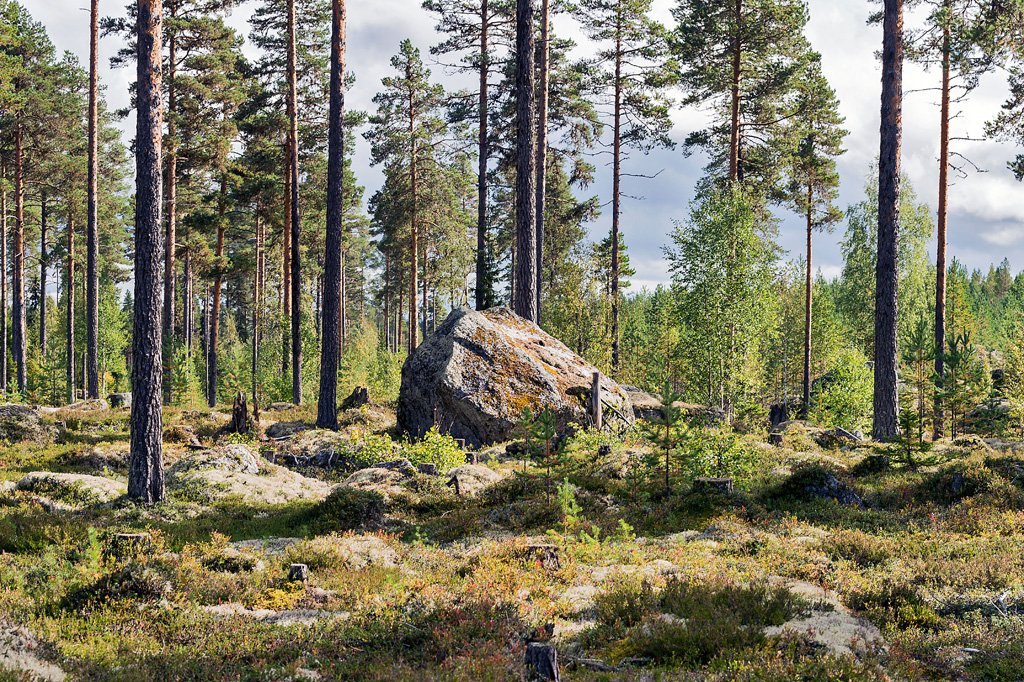 Långvattnets naturreservat
